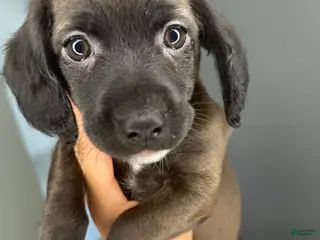 Mixed Breed dogs Blue Ivy - Ad 28