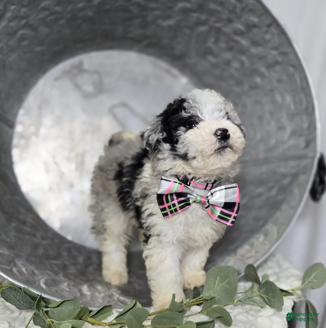 Mini Sheepadoodle dogs for sale: Minnie - Ad 2