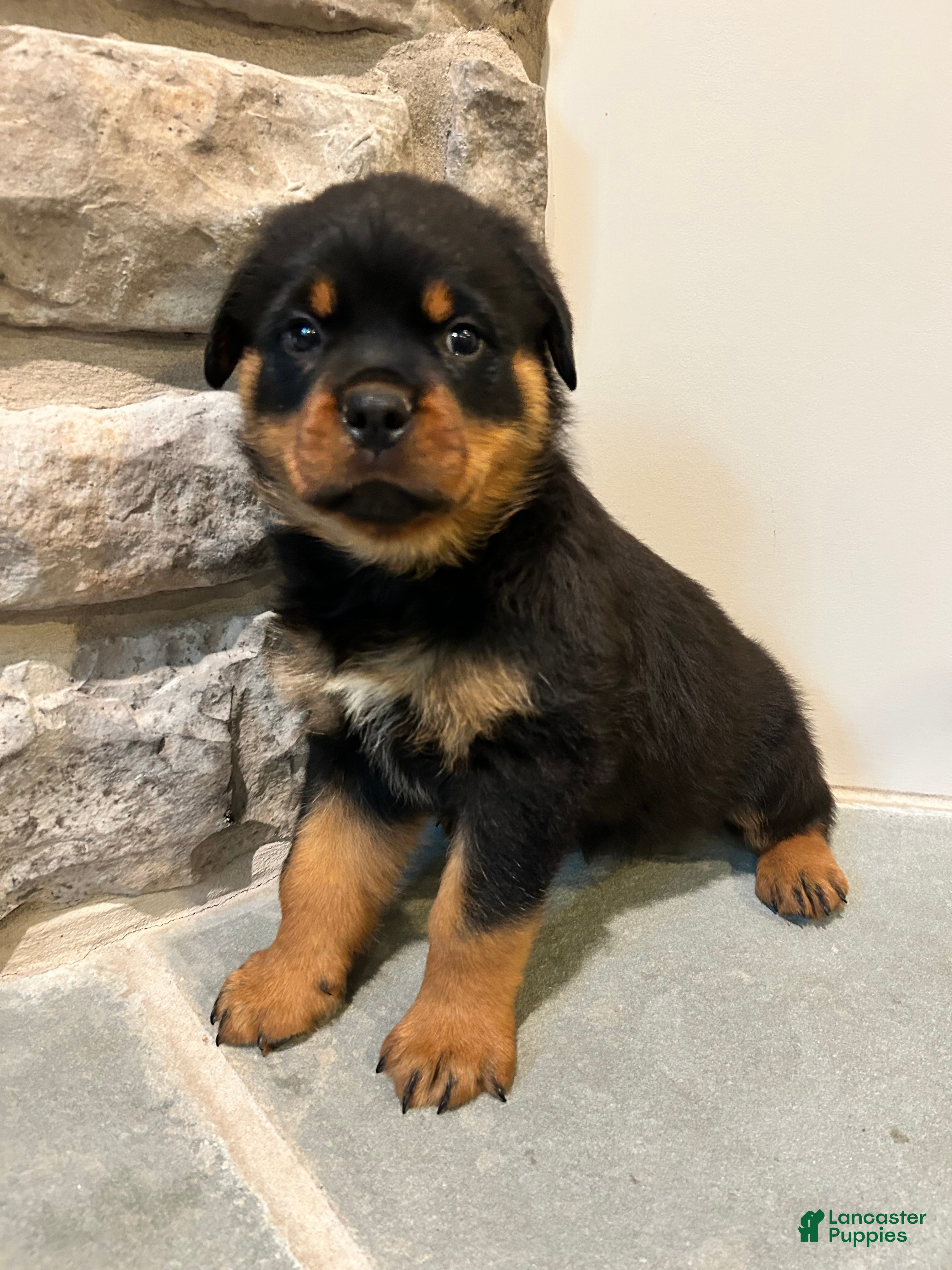 Rottweiler dogs Maple - Ad 2