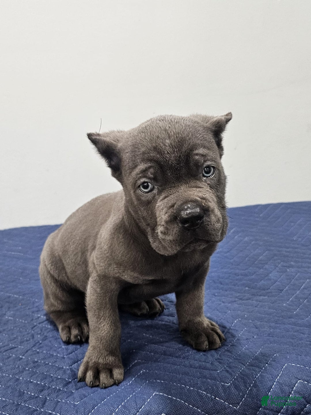 Cane Corso dogs for sale: HOGAN - Ad 7