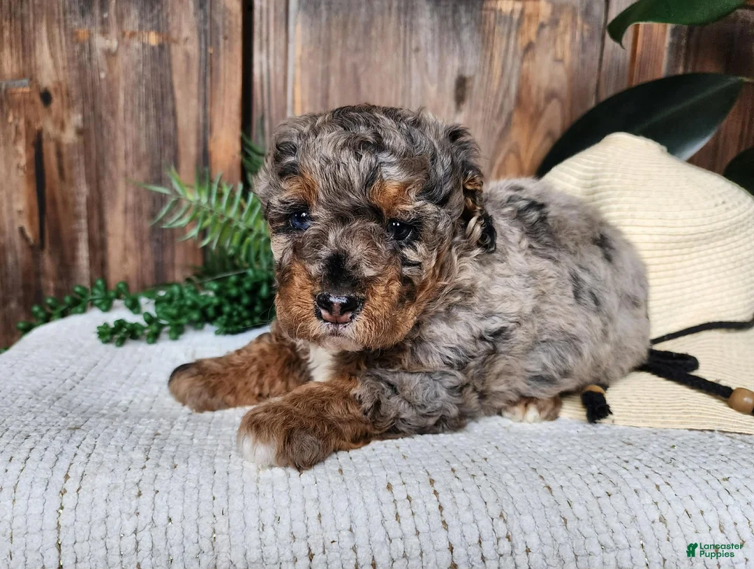 Mini Bernedoodle dogs for sale: Lettie - Ad 2