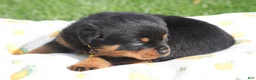Rottweiler dogs for sale: Destiny  - Ad 5