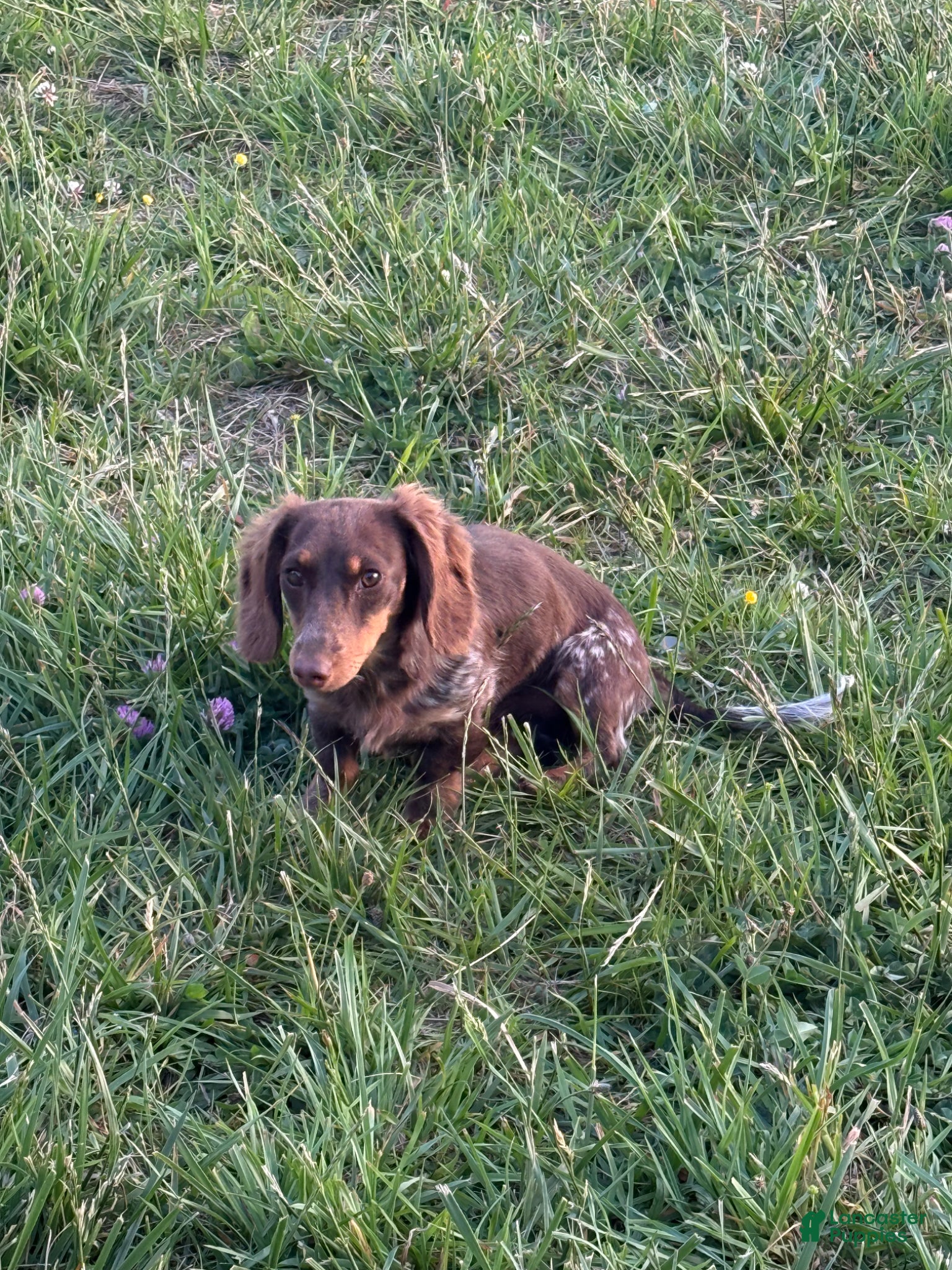 Miniature Dachshund dogs for sale: Rocco - Ad 3