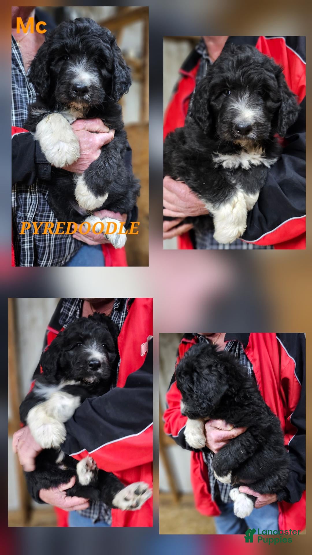 Mixed Breed dogs PYREDOODLE  - Ad 2