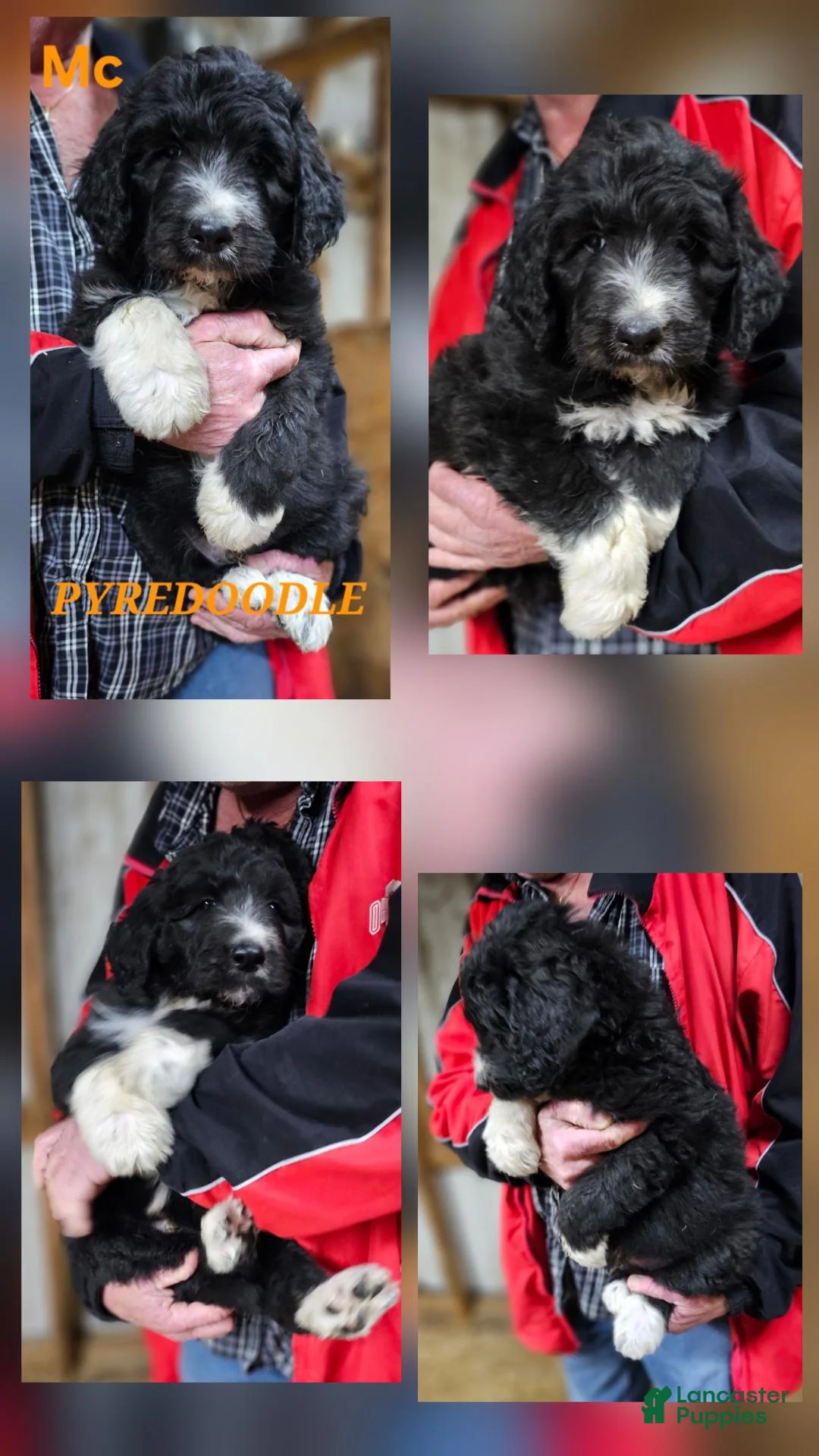 Mixed Breed dogs for sale: PYREDOODLE  - Ad 2