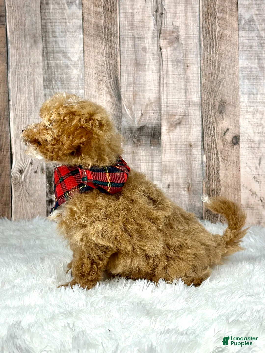 Bichpoo dogs for sale: Boy Eli - 8340 - Ad 14