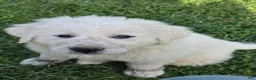 Great Pyrenees dogs for sale: Great Pyrenees Puppy 1 - Ad 10