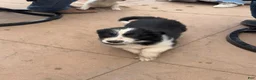 Mixed Breed dogs for sale: Mixed Breed Puppy 3 - Ad 11