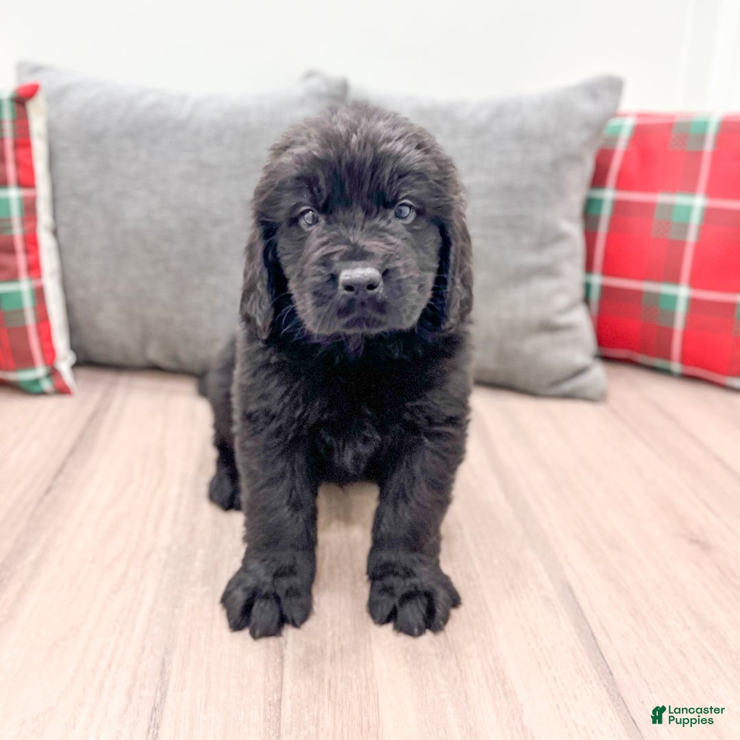Newfoundland dogs for sale: Dexter - Ad 2
