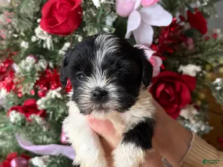 Malshi dogs Malshi Puppy 1 - Ad 10