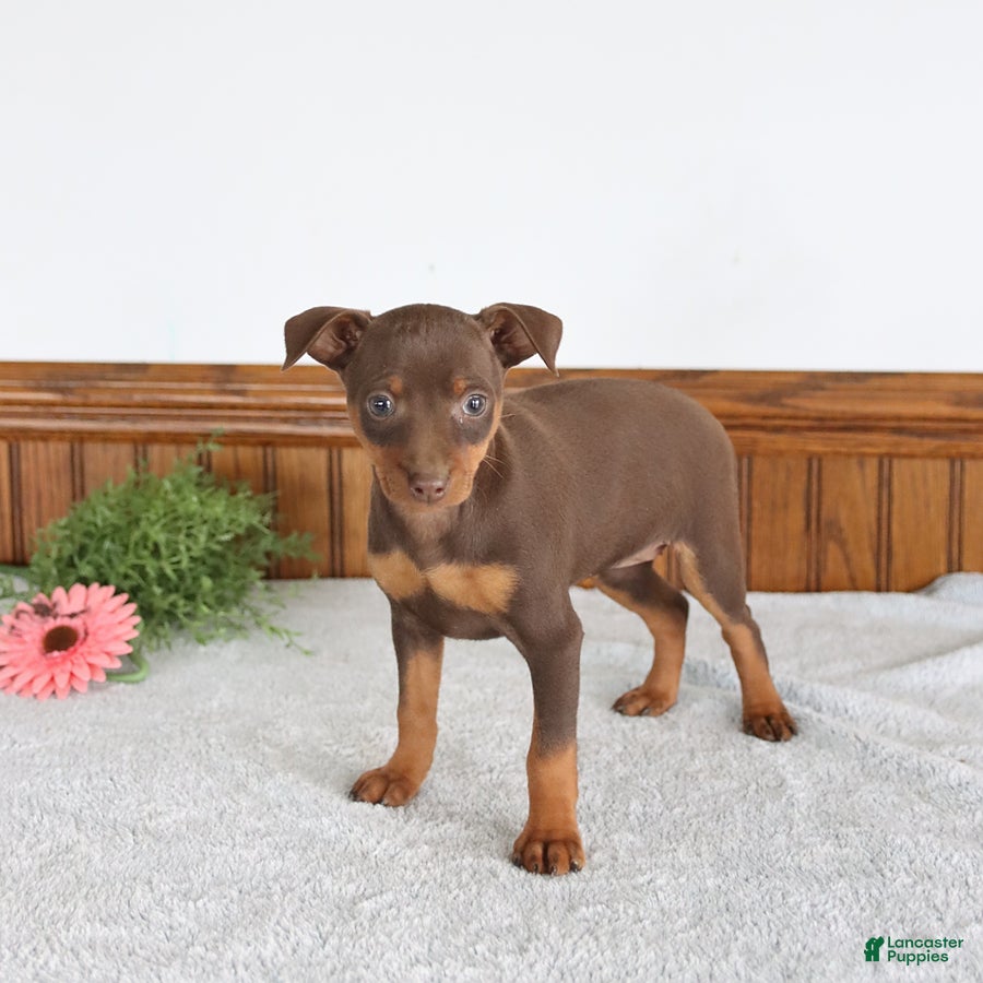 Miniature Pinscher dogs Jasmine - Ad 1