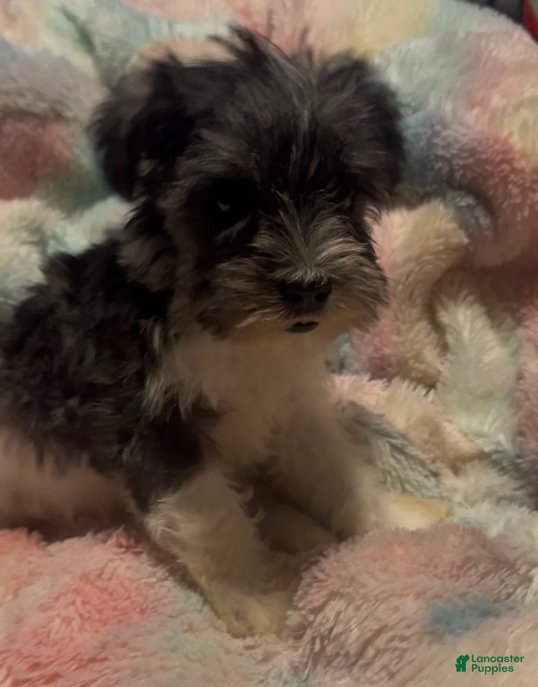 Miniature Schnauzer dogs for sale: Boy Yellow - Ad 1