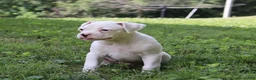 Boxer dogs for sale: Patrick - Ad 9