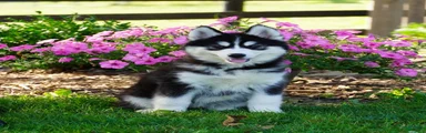 Stella