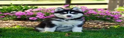 Siberian Husky dogs for sale: Stella - Ad 1