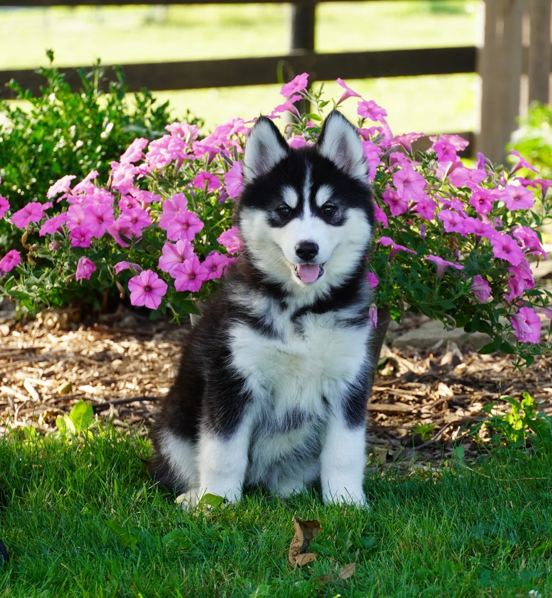 Siberian Husky dogs for sale: Stella - Ad 1