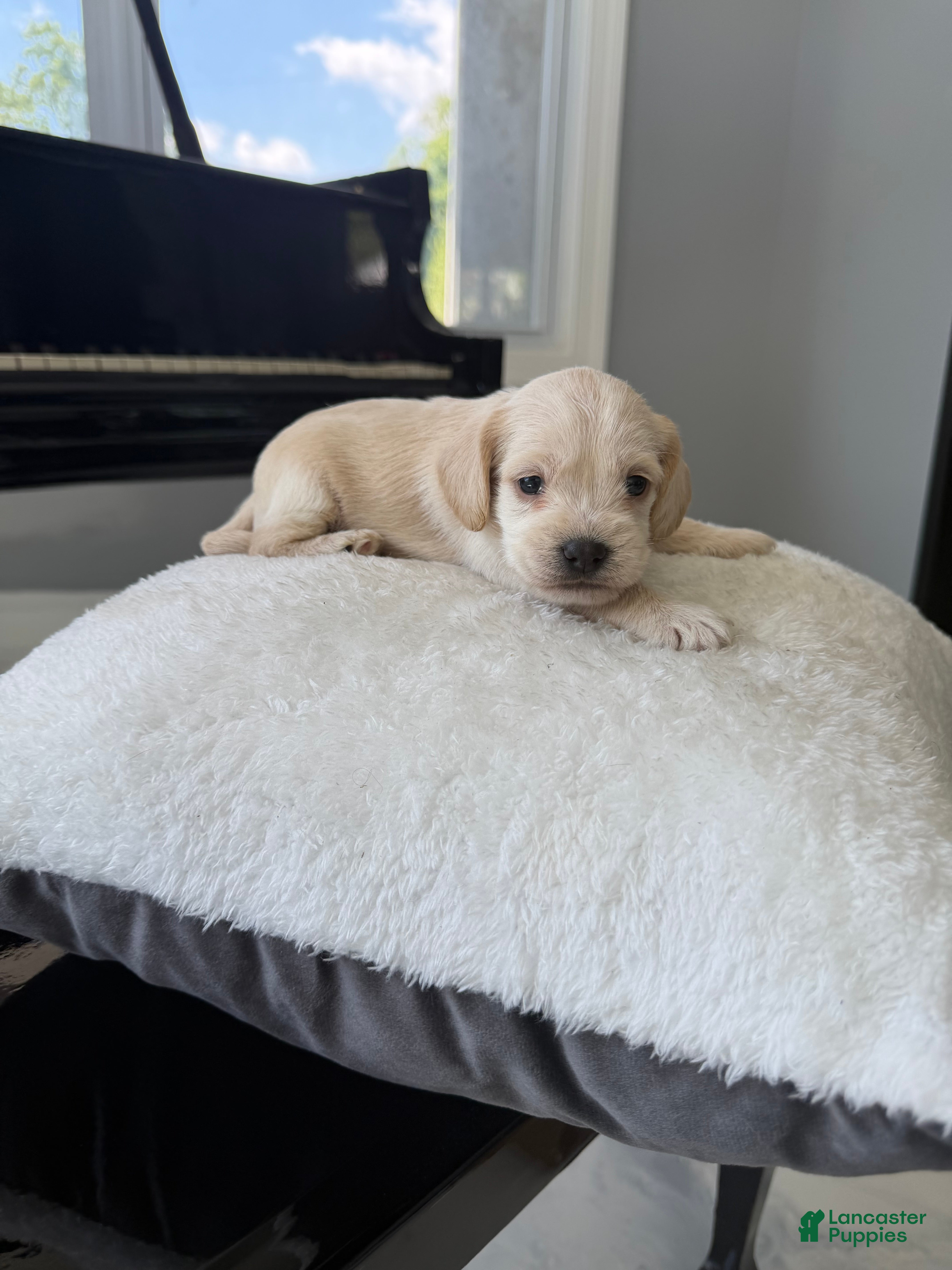 Cockapoo dogs Legacy - Ad 2