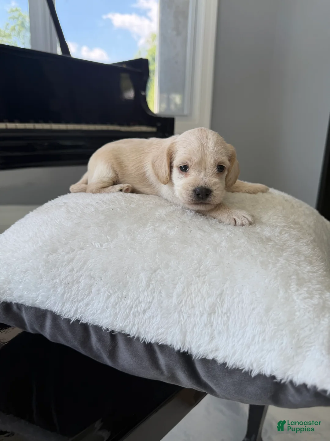 Cockapoo dogs for sale: Legacy - Ad 2