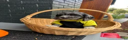Cocker Spaniel dogs for sale: 🦇🖤Batman 🦇🖤 - Ad 6
