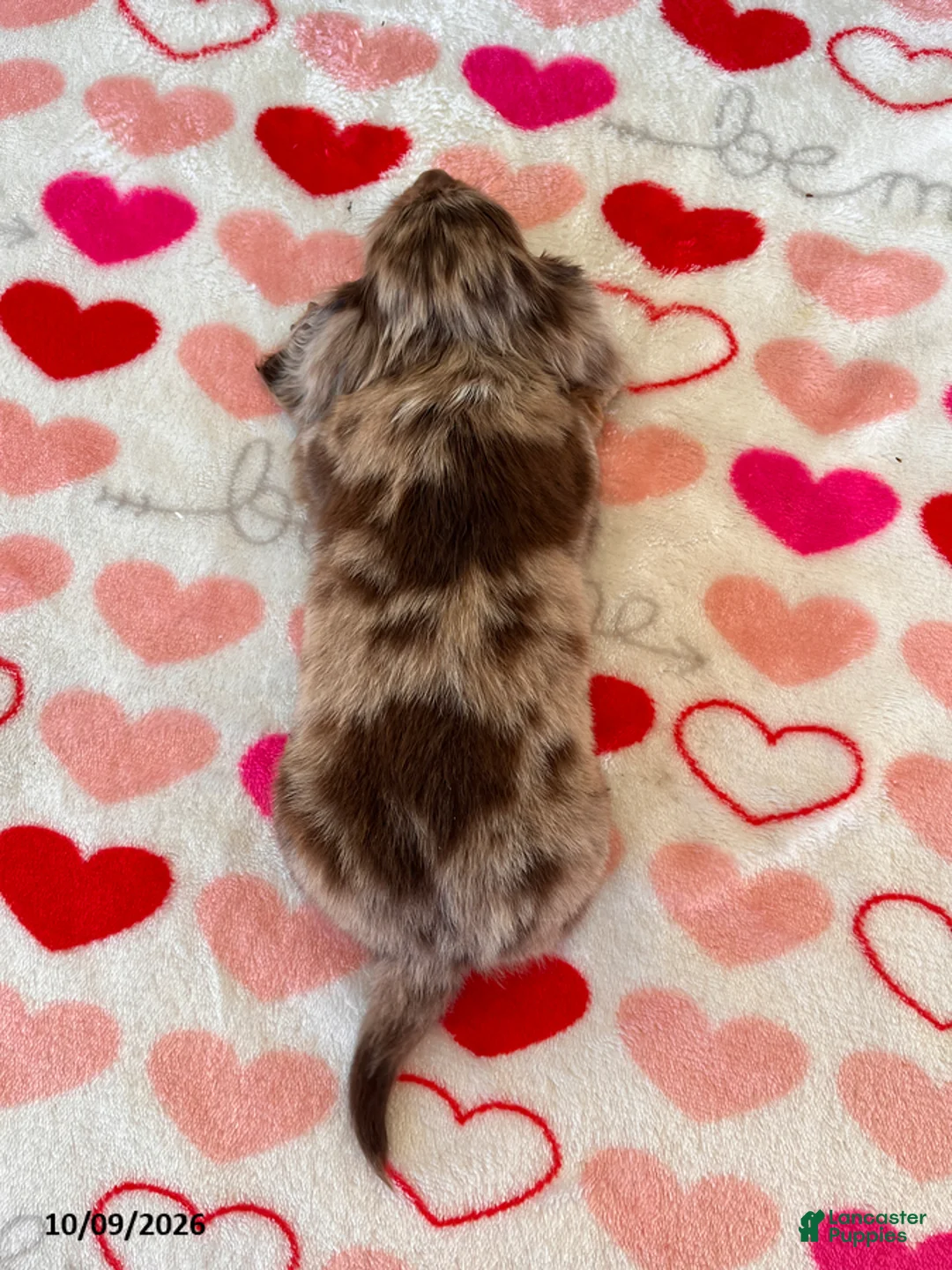 Miniature Dachshund dogs for sale: Trevor - Ad 4