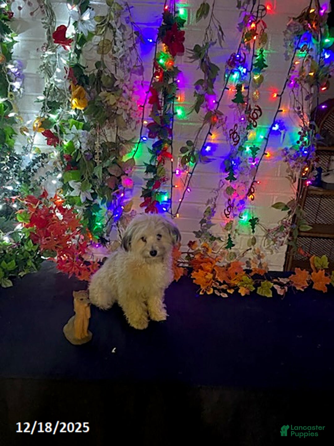 Havapoo dogs for sale: Blondie - Ad 16