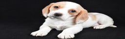 Beagle dogs for sale: Allie - Ad 1