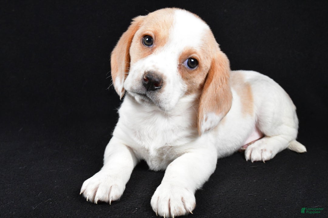 Beagle dogs for sale: Allie - Ad 1