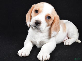 Beagle dogs Allie - Ad 3