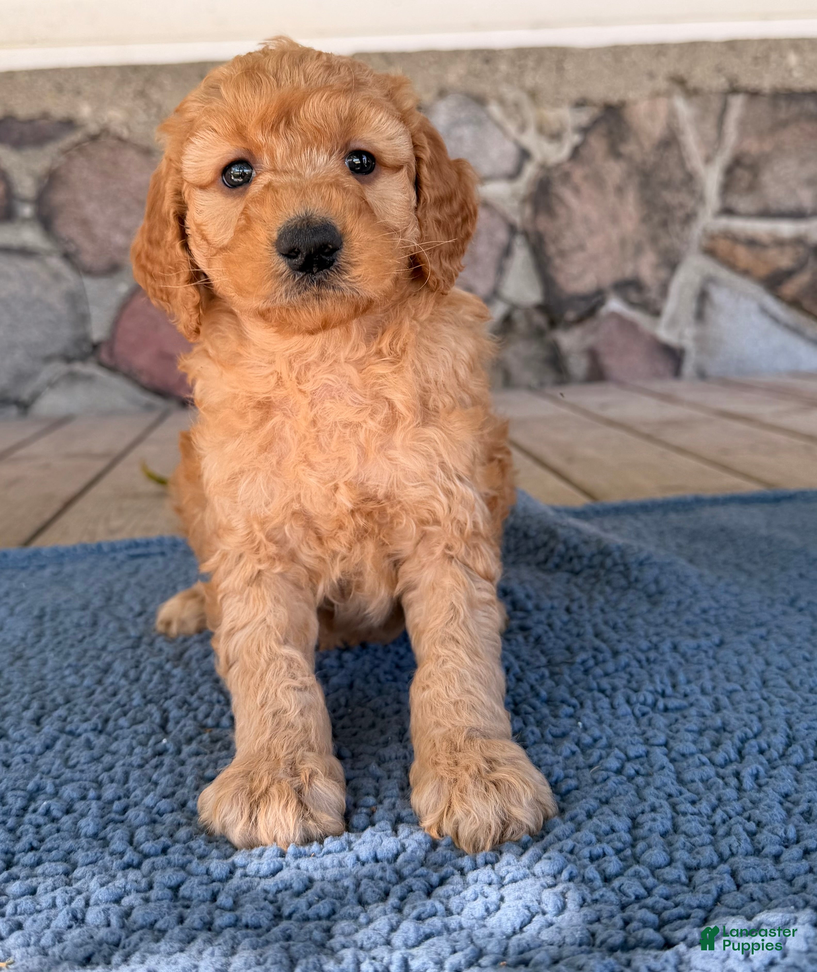 Mini Goldendoodle dogs Carl - Ad 1