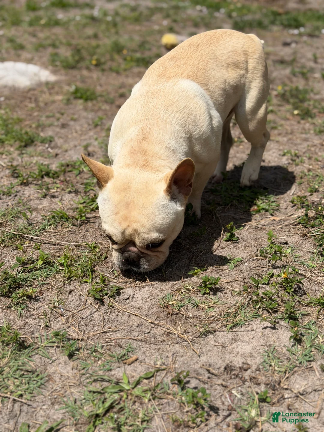 French Bulldog dogs for sale: Gelato  - Ad 9