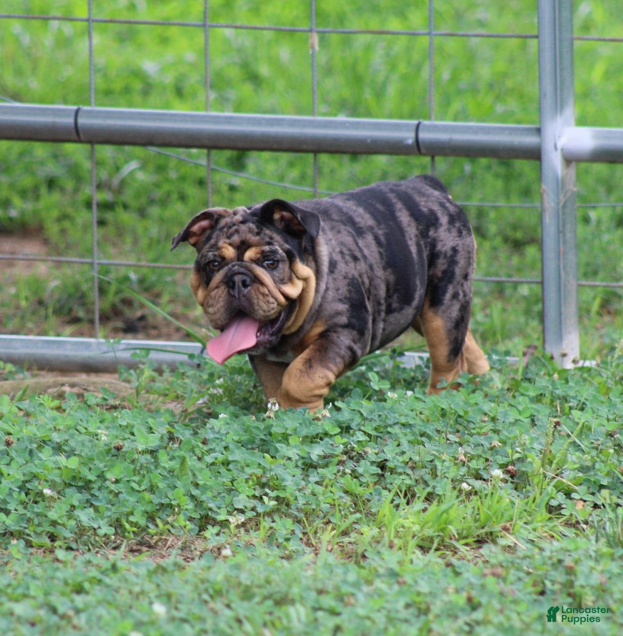 English Bulldog dogs English Bulldog 1 - Ad 2