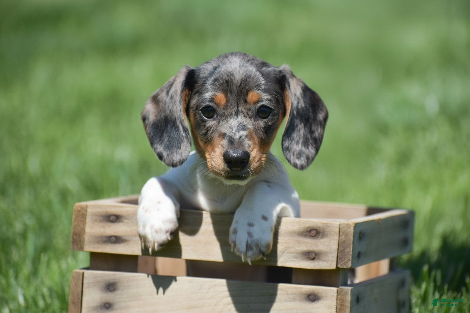 Miniature Dachshund dogs Natasha - Ad 2