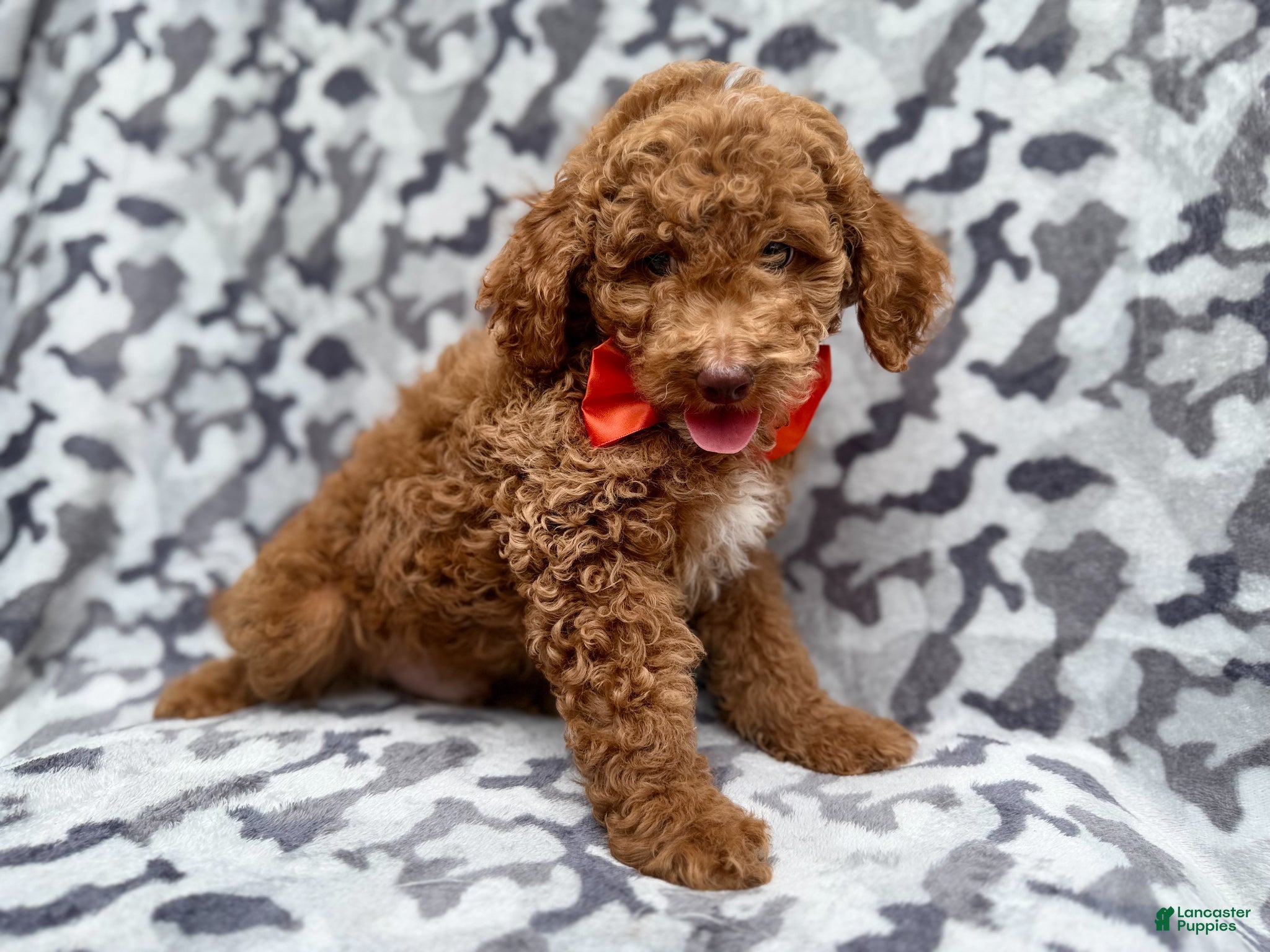Cockapoo dogs Rover - Ad 13