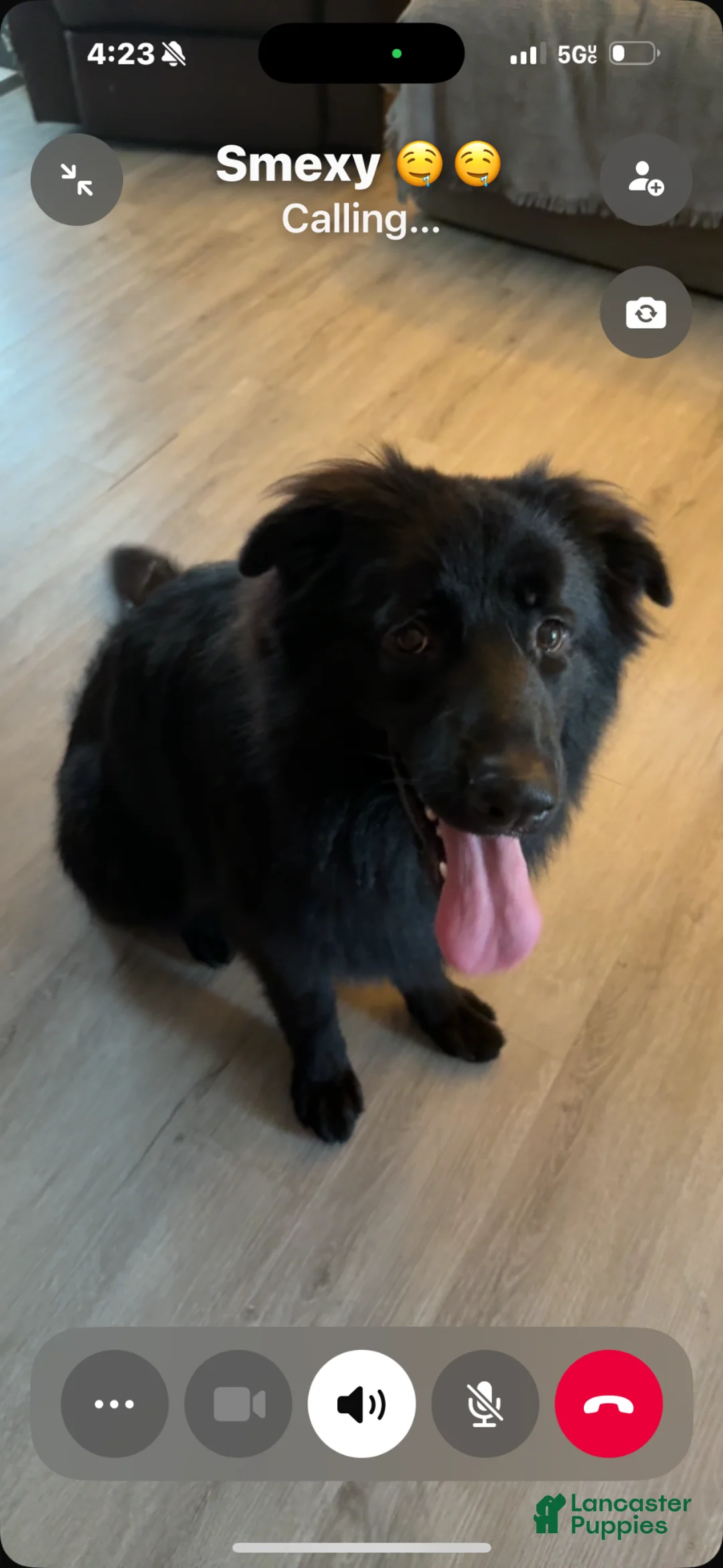 German Shepherd dogs for stud: Single dog her name is nena  - Ad 8