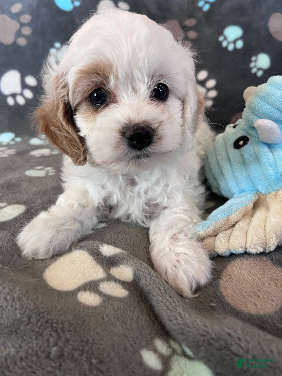 Cockapoo dogs for sale: Cockapoo Puppy 3 - Ad 1
