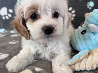 Cockapoo dogs Cockapoo Puppy 3 - Ad 24