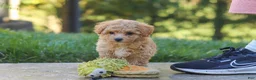 Maltipoo dogs for sale: Posie - Ad 12