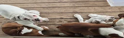 Boxer dogs for sale: Sam - Ad 21