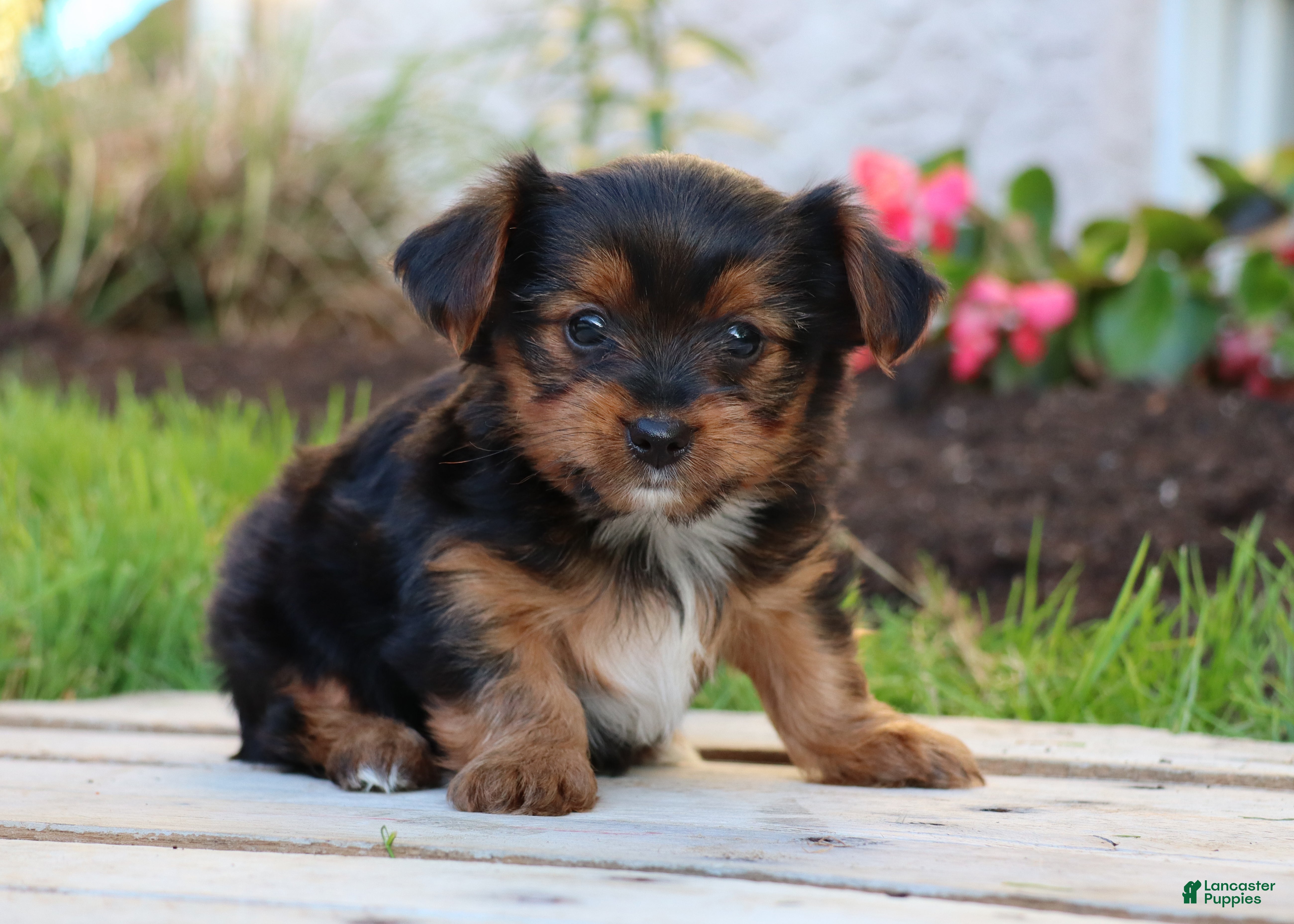 Yorkshire Terrier dogs Ty - Ad 2