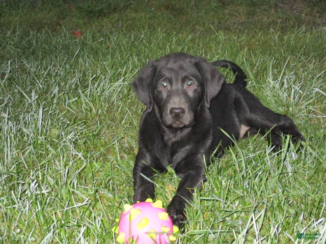 Goldador dogs Cherokee - Ad 1