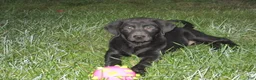 Goldador dogs for sale: Cherokee - Ad 3