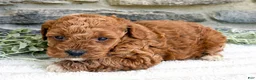 Toy Poodle dogs for sale: Coco - Ad 2
