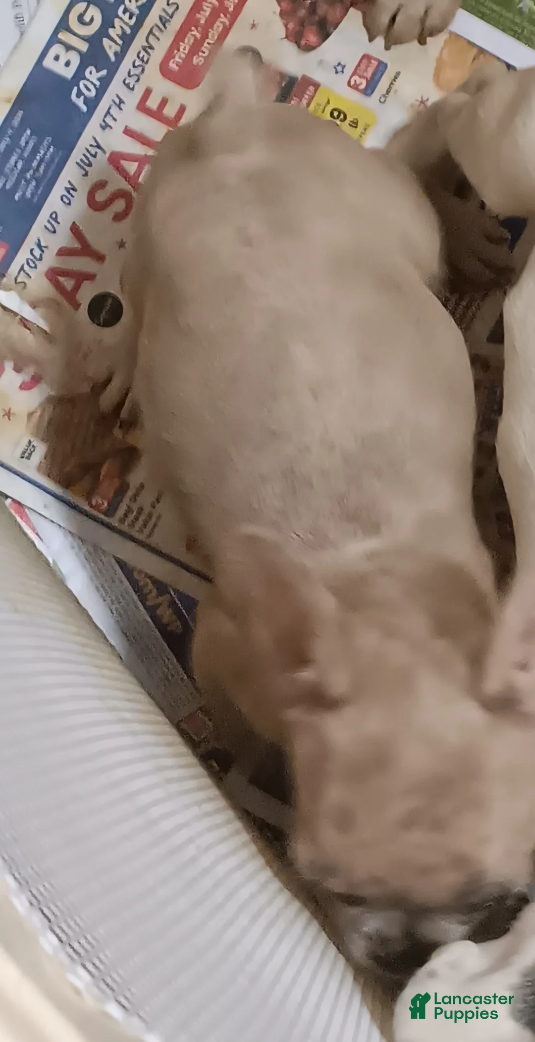 French Bulldog dogs for sale: Mariah (Riah) - Ad 2