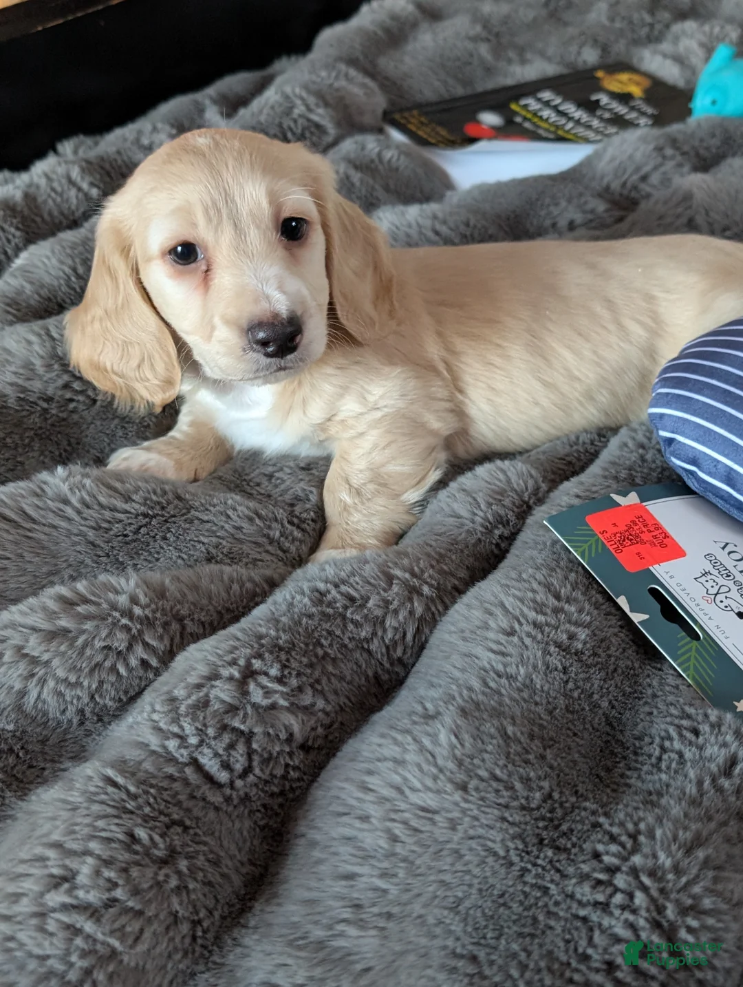 Miniature Dachshund dogs for sale: Miniature Dachshund Puppy 1 - Ad 6