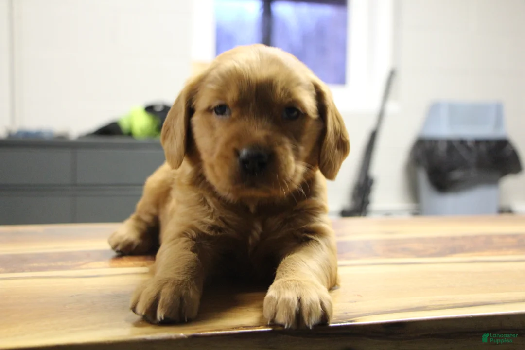 Golden Retriever dogs for sale: Ryder - Ad 2