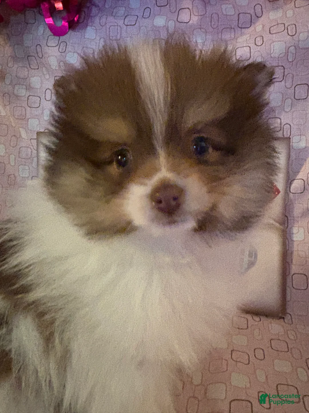 Pomeranian dogs for sale: Jasper - Ad 8