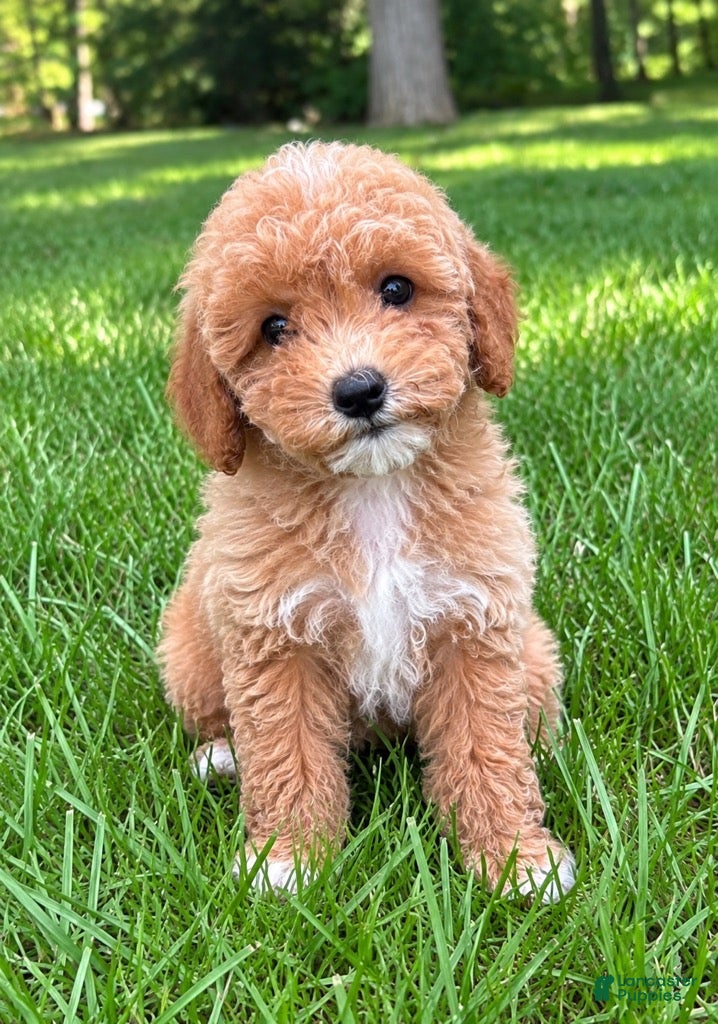 Miniature Poodle dogs Macy - Ad 1