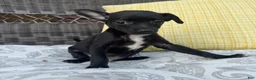 Chihuahua dogs for sale: Dylan - Ad 4