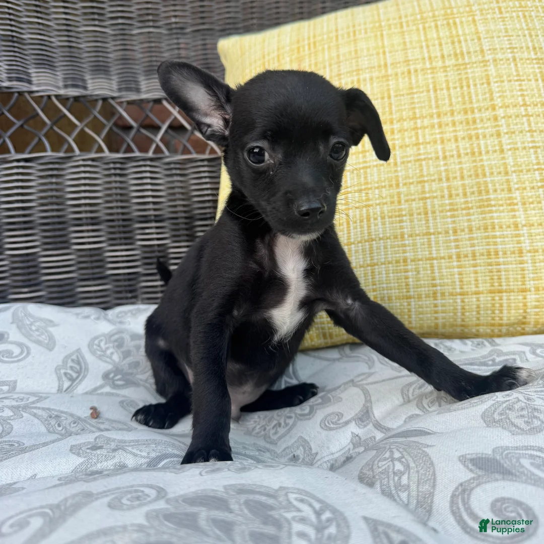 Chihuahua dogs for sale: Dylan - Ad 4