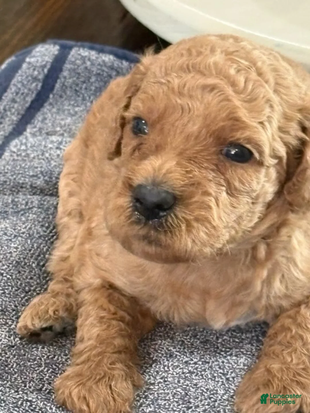 Mini Goldendoodle dogs for sale: Girl 3 - Ad 1